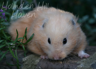 Amber- Black Eyed Cream Black Longhaired Syrian Hamster
